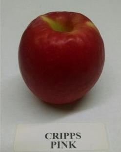 Cripps Pink